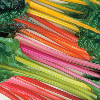 Свёкла листовая мангольд Набор Песни и пляски