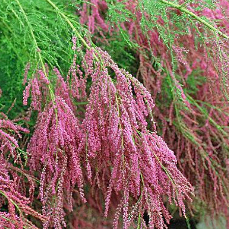 Фото Тамарикс ветвистый Рубра