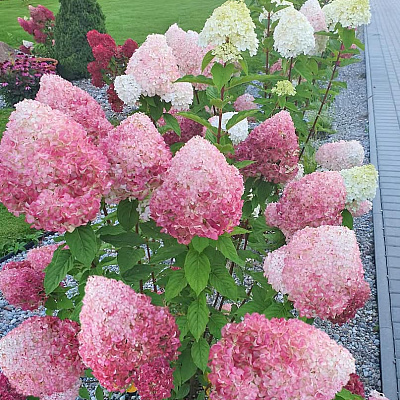 Гортензия метельчатая Пинк энд роуз