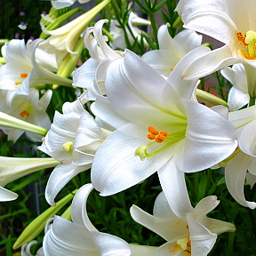 Лилия лонгифлорум Сноу Квин