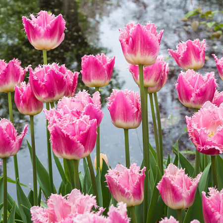 Фото Тюльпан бахромчатый Даллас