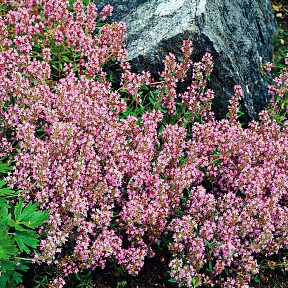 Тимьян Богородский