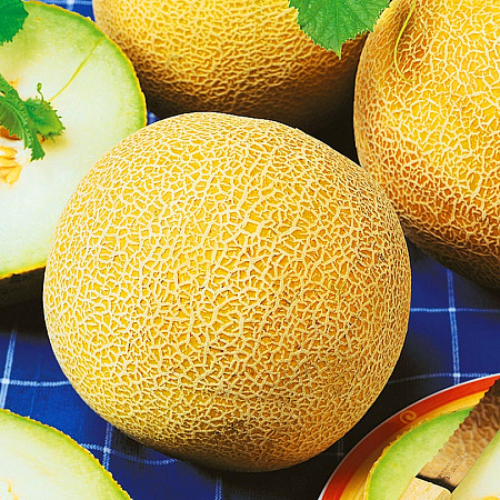 Фото Дыня Осень