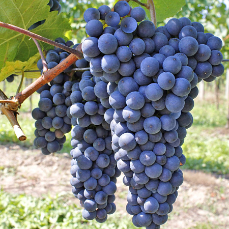 Фото Виноград Агат Донской