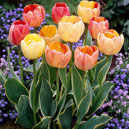 Фото Тюльпан Дарвинов гибрид Сильверстрим