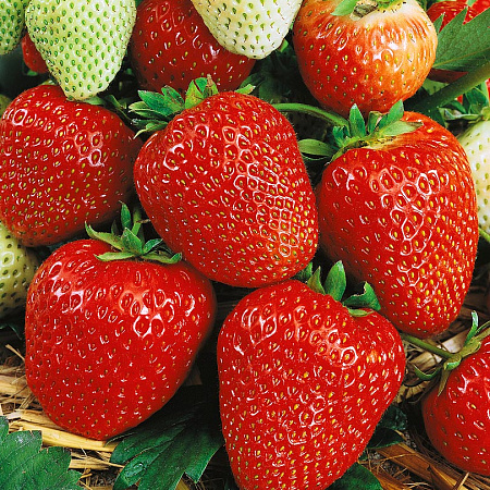 Фото Земляника садовая Вима Рина