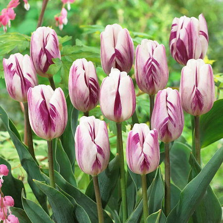 Фото Тюльпан триумф Флэминг флэг