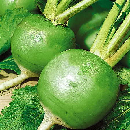 Фото Редька Красавица