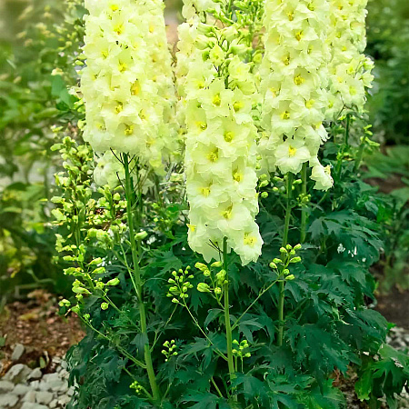 Фото Дельфиниум Йеллоу Перл