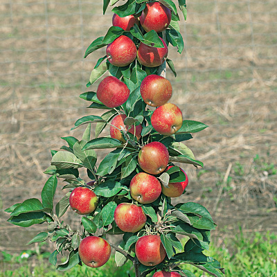 Яблоня Московское ожерелье